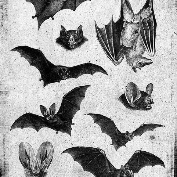 bats83